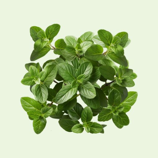 صورة زعتر   
